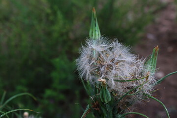 dandelion seed head	
