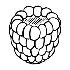 Vector raspberry clipart. Hand drawn berry icon. Fruit illustration. For print, web, design, decor, logo.