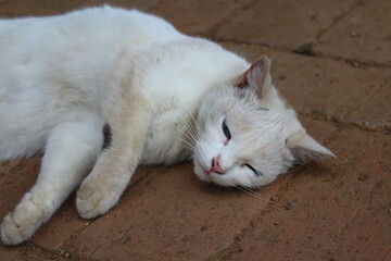 Dirty white cat with blue eyes day dreaming outdoor