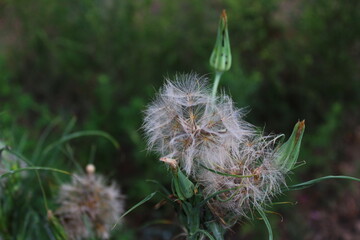 dandelion seed head	

