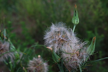 dandelion seed head	
