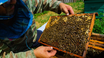 The beekeeper works in the apiary. Beehive and honey production.
