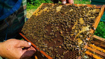 The beekeeper works in the apiary. Beehive and honey production.