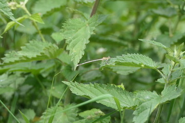 Blaue Federlibelle Weibchen