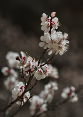 Russia. Northeast Caucasus, Republic of Dagestan. Close-up of flowers on an apricot tree branch in the garden of a mountain village.