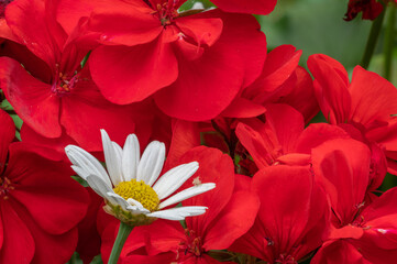 Margeritenbl&uuml;te vor roter Geranie
