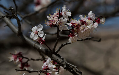 Russia. Northeast Caucasus, Republic of Dagestan. Close-up of flowers on an apricot tree branch in the garden of a mountain village.