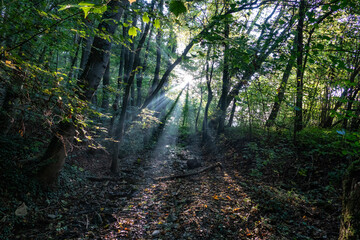 Foggy forest in sunshine, Germany