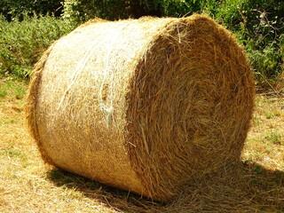 Hay bales in the field