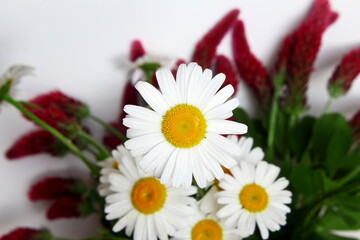 beautiful daisy white flower blooming in spring on white background