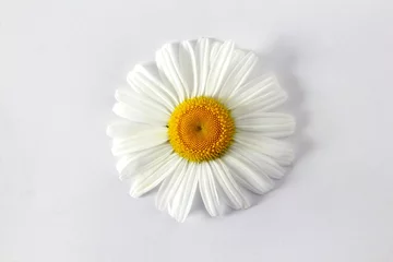Selbstklebende Fototapeten beautiful daisy white flower blooming in spring on white background © gv image