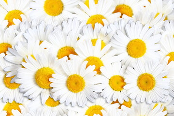 Fototapeta premium beautiful daisy white flower texture on white background