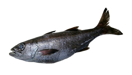 Japanese bluefish (Bigeye, Scombrops gilberti, Kuromutsu), cutout fishbody photograph with white background. 	深海魚で美味、高級魚のクロムツの魚体。切り抜き白い背景。