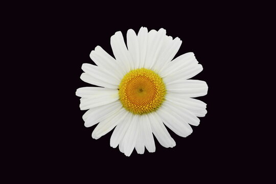 beautiful daisy white flower blooming in spring on black background