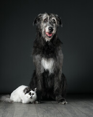 White cat and grey dog on dark background, Irish wolfhound and munchkin, studio shot