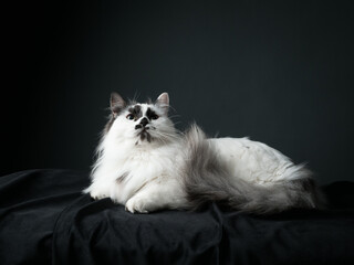 White cat on dark background, studio shot, munchkin
