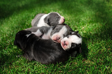 Naklejka na ściany i meble Cute photo of american staffordshire terrier puppies summer pet portraits 