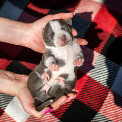 Cute photo of american staffordshire terrier puppies summer pet portraits
