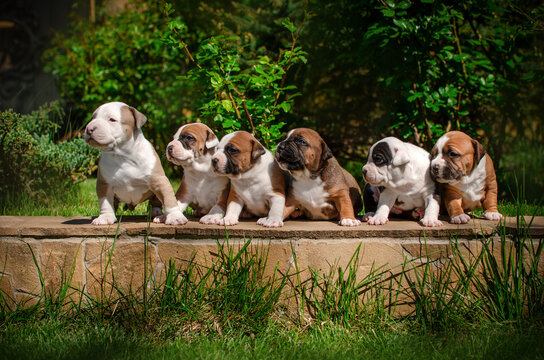 Cute photo of american staffordshire terrier puppies summer pet portraits
