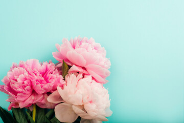 Pink peony flowers on light blue background with copy space. Top view