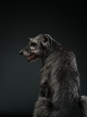 Irish wolfhound on dark background, studio shot