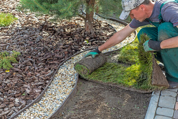 Gardener applying turf rolls in the backyard