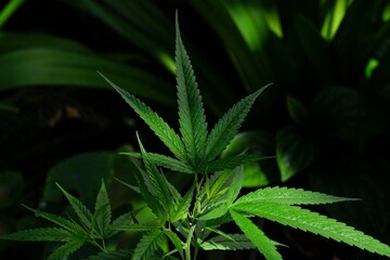 Naklejka na ściany i meble photo of cannabis in the garden