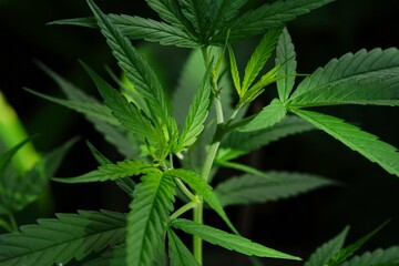 photo of cannabis in the garden