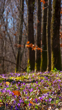 countryside park in spring. beautiful nature background on a sunny day. blooming crocus flowers on the ground