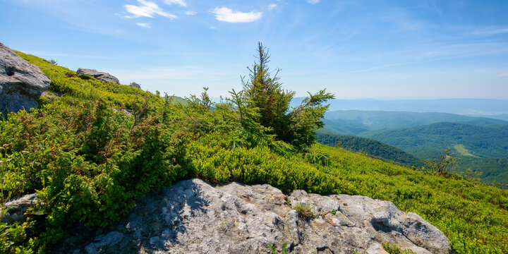 mountain scenery in summer. tree and stones on the grassy hill. sunny forenoon. view in to the distant valley. tourism and vacation season