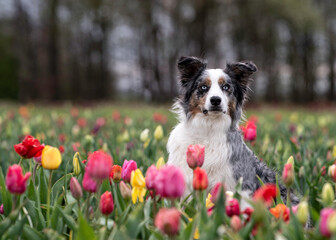 Australian  Shepherd