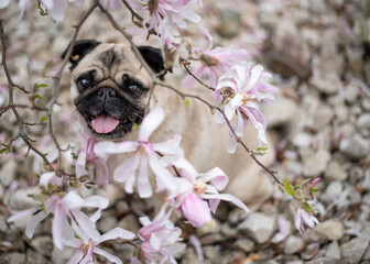 Mops