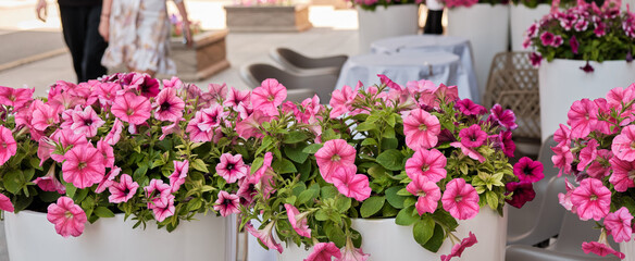 Fototapeta na wymiar Banner. Summer outdoor terrace with pink flowers in pots, for coffee and restaurant with tables and chairs.