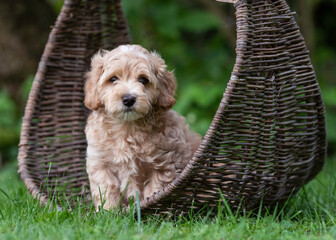 Maltipoo