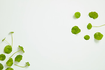 Gotu kola decorated in white background , nature leaf benefit for health and skin care ,nature...