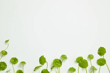 Gotu kola decorated in white background , nature leaf benefit for health and skin care ,nature health content