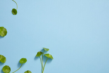 Gotu kola leaf nature decorated with blue background with blank space for product stand advertising , nature content