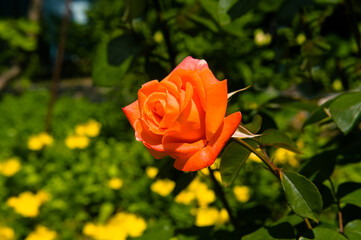 Beautiful rose in the summer garden.