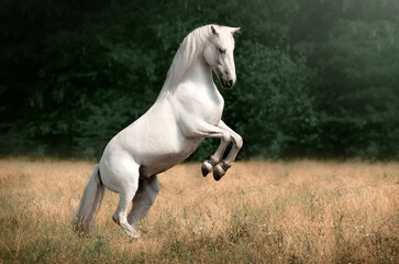 Beautiful photo of a white horse in nature adorable photo of pets