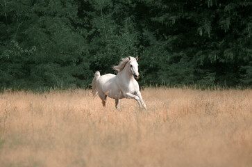 Obraz na płótnie Canvas Beautiful photo of a white horse in nature adorable photo of pets