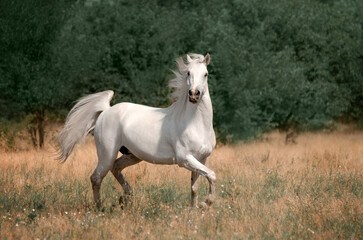 Obraz na płótnie Canvas Beautiful photo of a white horse in nature adorable photo of pets