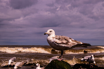 bird on a rock