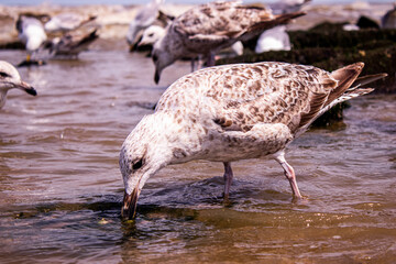 bird eating the water