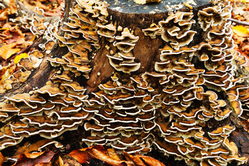 Autumn with a stump with a pattern of mushrooms