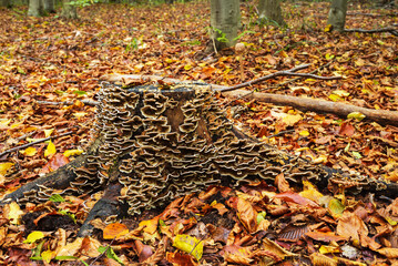 Autumn landscape with a stump with a pattern of mushrooms in the center