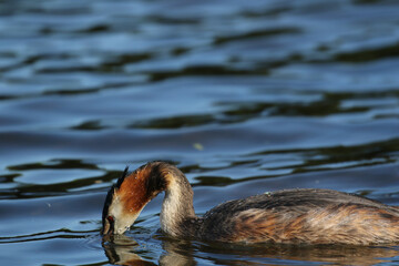 Great Crested Grebe (Podiceps cristatus), United Kingdom