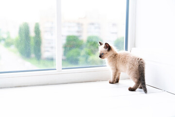 A small Siamese kitten stands in a room on the windowsill.