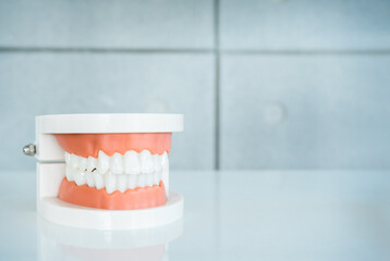 Close up of denture tooth, acrylic human jaw model on white table with copy space. Plastic artificial human teeth for studying oral hygiene in the dental clinic.
