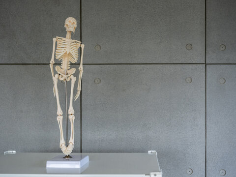 Small body of artificial human skeleton model with stand, front view on shelf on cement wall background with copy space, study and learning with anatomy concept.