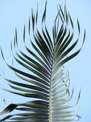 palm leaf in Paraty Rio de Janeiro Brazil 